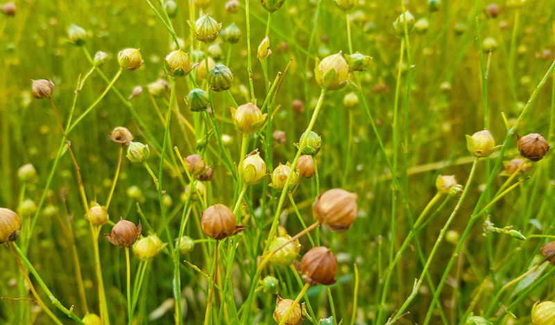 Por Qué el Lino es el Máximo Lujo para el Clima Cálido